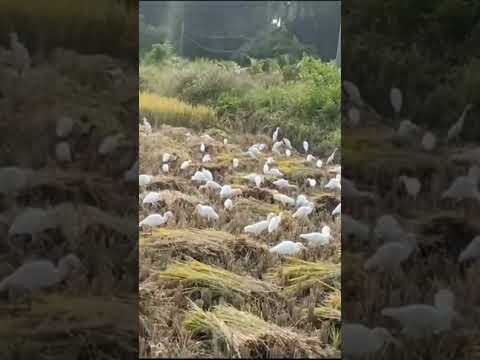 అహంకారం#youtubeshorts