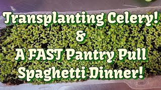 Pantry Pull Spaghetti While Transplanting Celery