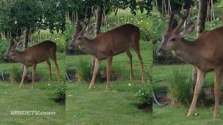 DEER SCARES HIMSELF... wait for it...