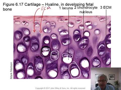 Lab 5 PP - Unit 6 - Tissues - Part 4 - Connective Tissue:  Cartilage, Bone, Blood