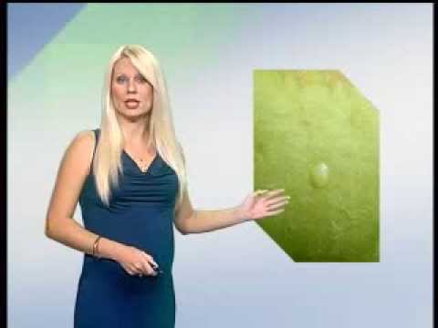 Zelena prognoza 13.8.2013.