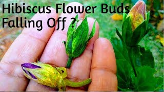 Buds falling in Hibiscus? How to cure bud falling before blooming