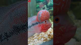Stop Doing Full Water Change! ❌ Aquarium Beginner Mistake / Fish Aquarium Tamil #facts #aquarium