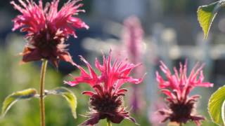 VLOG PENDAIA -  Nara Leão - Casinha Pequenina - Domínio Público