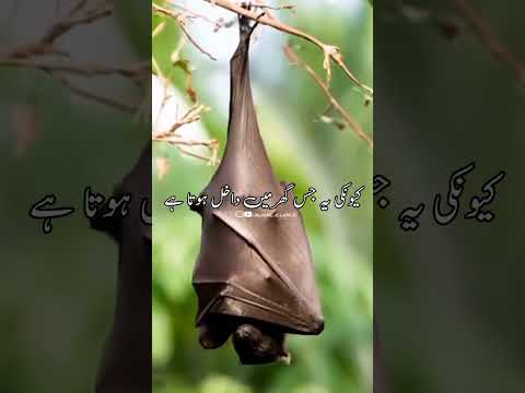 Chamgadar shaitan ka dost hota🦇 Bat is very bad animal [islamic status video] ✨#shorts #islam #bats