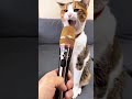 meow 😼 #cat #pussycat #kitty #catlover #catvideos #cute #angry #shortvideo#shorts#trending#ytshorts