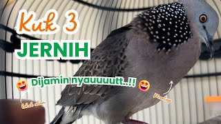 Download lagu 3 DETIK NYAUT !!! DERKUKU KUK 3 LOKAL ALAM GACOR || Ampuh Untuk Pancingan Yang Lain mp3 Download lagu 3 DETIK NYAUT !!! DERKUKU KUK 3 LOKAL ALAM GACOR || Ampuh Untuk Pancingan Yang Lain mp3