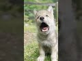 Cute Little Wolf Sounds Shorts Wolf Wildlife
