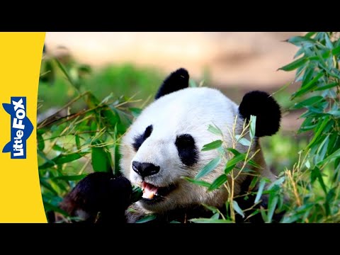 Meet the Animals | Giant Panda | Bears | Black and White | Wildlife Animals | Kindergarten