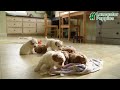 Havapoo dogs for sale: Lancelot - Video 1