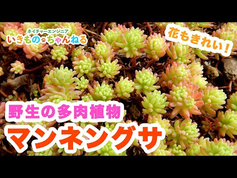 熱いマンネングサ 植物