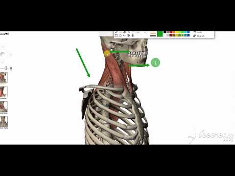 sternomastoid action 2