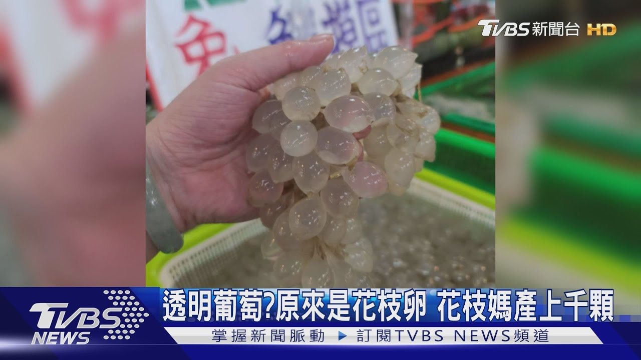 透明葡萄?原來是花枝卵 花枝媽產上千顆