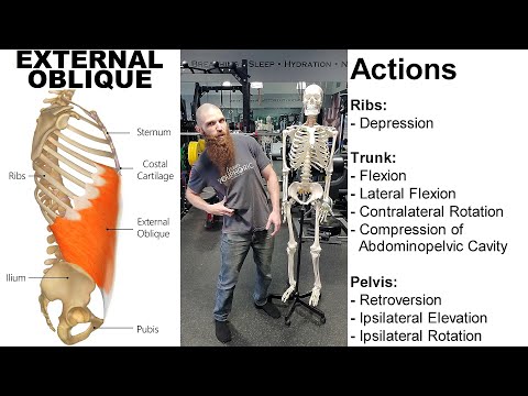 THE EXTERNAL OBLIQUE MUSCLE: Skeletal Anatomy, Muscular Anatomy, Nerve Innervations, & Exercises!!!