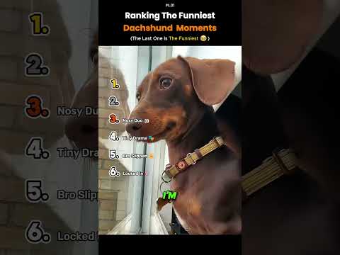 Ranking the Funniest Dachshund Moments 😂🐶 #funny #dogs #pets