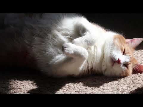 Watch My Cat Lay Belly Up In The Sun