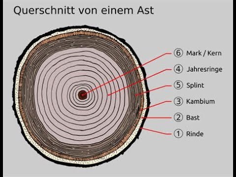 Querschnitt und Aufbau eines Baumes