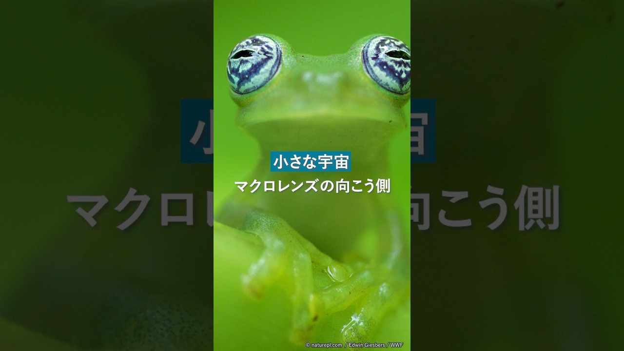 【驚き】マクロレンズが魅せる生きものたち。美しき小宇宙がそこに。　#虫 #カエル #マクロレンズ #撮影