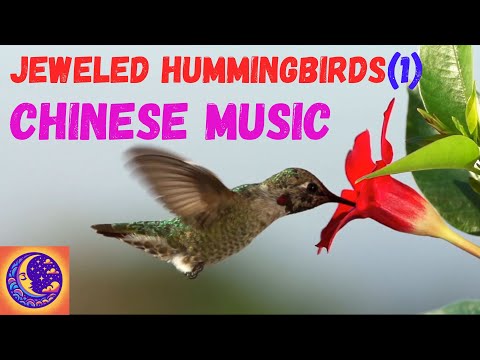 Chinese Music: (Part 1) Hummingbirds - Jeweled Messengers of the Skies