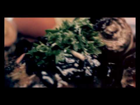 Bring Me Victory - My Dying Bride