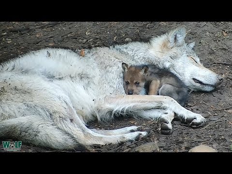 Endangered Wolf Pup Cuddles with Big Sister