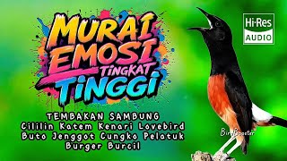 Download lagu 🔴EMOSI TINGGI!! MASTER KRETEKAN  MURAI BATU GACOR NEMBAK ISIAN KASAR TAJAM!! mp3