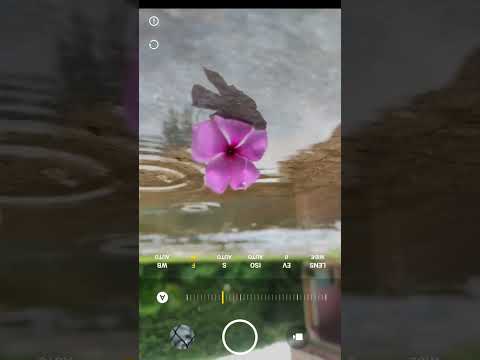 #mobilephotography #nature #plants #mobilegraphy