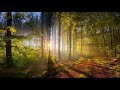 Morning Nature Bird Sound Alarm Ringtone Morning Clock