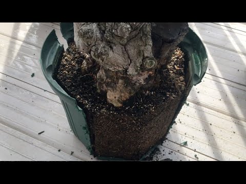 園芸 ボヘミアン オリーブの木、エレアグナス、狭葉のコガネムシ