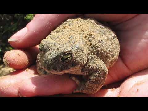 Glyn Hughes   Growing up in Gronant