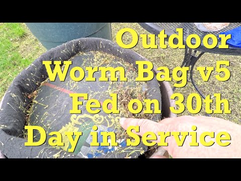 Outdoor worm bag 'v 5' fed on 30th day in service - vermicompost