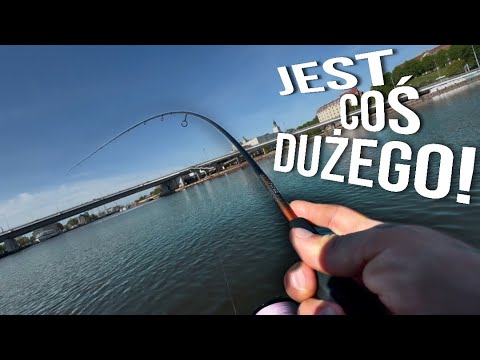 BIG ASP, PERCH and BEAUTIFUL ZANDER from the ODRA RIVER!