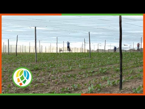 Chequean en Consolación del Sur marcha de la campaña tabacalera 2025-2026