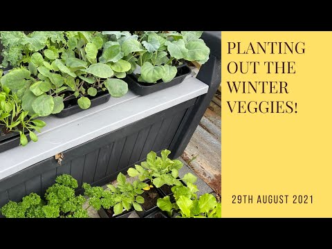 , title : 'Planting out the first winter veggies!'