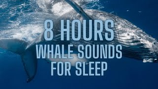 8 Hours of Beautiful Serene Whale Sounds For Deep Sleep (No Music)