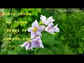 Whatsaap Status Mohabbat Barsa Dena Tu Sawan Aaya Hai Video Create By Rajendra Chamyal