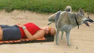 FUNNY ANIMALS on the BEACH, this is FUNNIER THAN WATCHING CATS! - Funny ANIMAL compilation