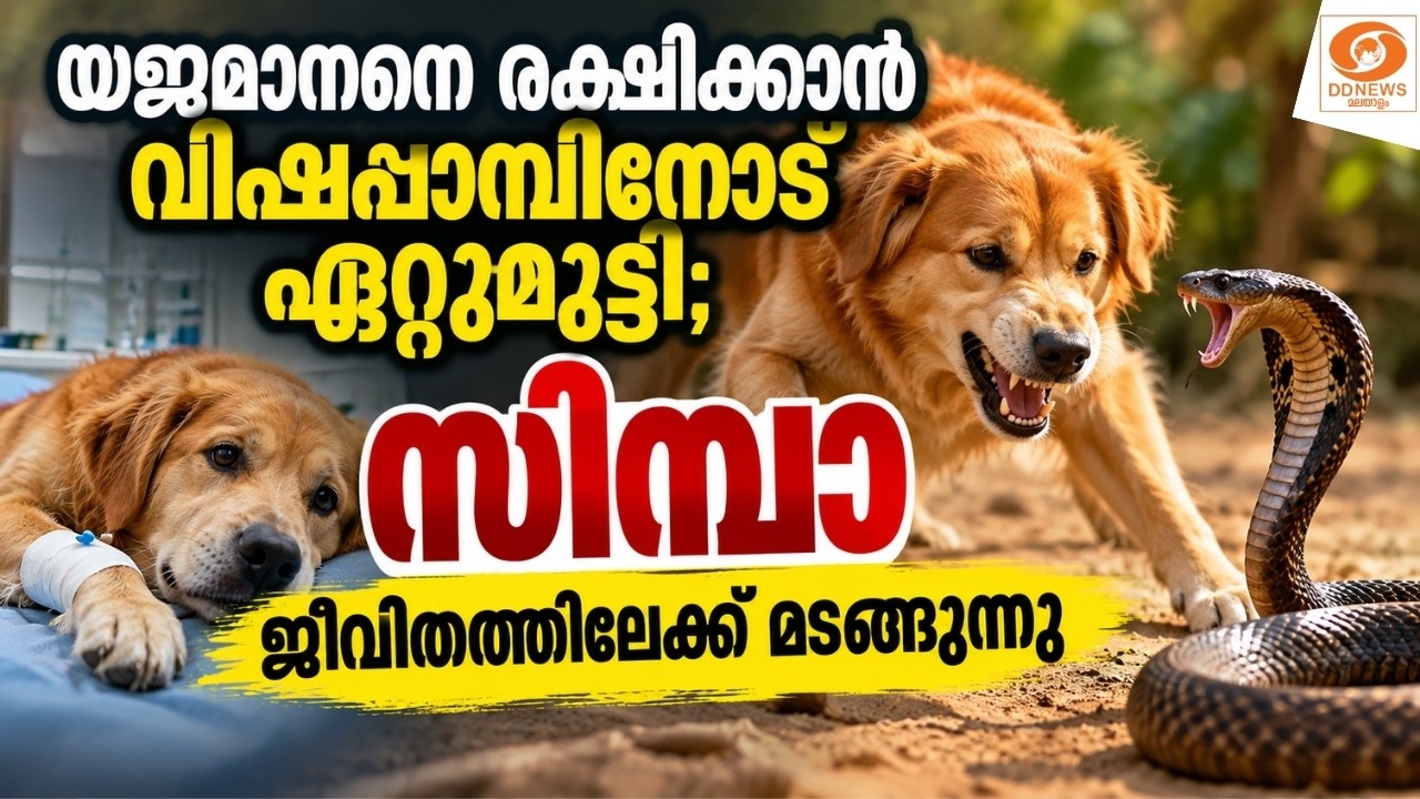 യജമാനനെ രക്ഷിക്കാൻ വിഷപ്പാമ്പിനോട് ഏറ്റുമുട്ടി; സി