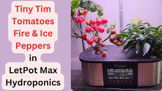 Tomatoes & Peppers in LetPot Max hydroponics system, Tiny Tim & Fire and Ice