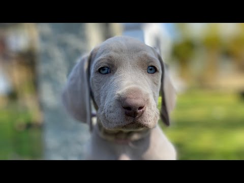 Die Weimaraner Welpen - Portrait "Merkel"