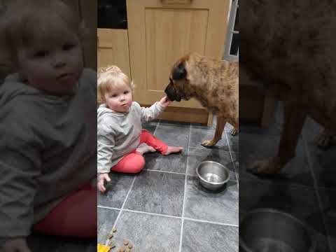 Baby girl HANDFEEDS Sharpei