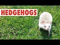 Happy Hedgehogs | Funny Pets Video Compilation