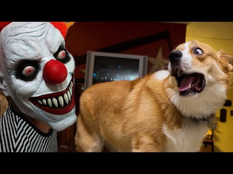 Compilation of the funniest Halloween scared cats and dogs of 2024 - Try not to laugh 😂