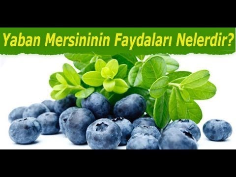 download lagu mp3 mp4 Likapa Hangi Meyve, download lagu Likapa Hangi Meyve gratis, unduh video klip Likapa Hangi Meyve