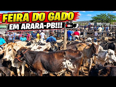 FEIRA DO GADO NA CIDADE DE ARARA-PB!!! 📹
