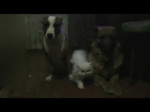 Amstaff Bahida, Anita Shepherd Dog and Dasha Cat :-)