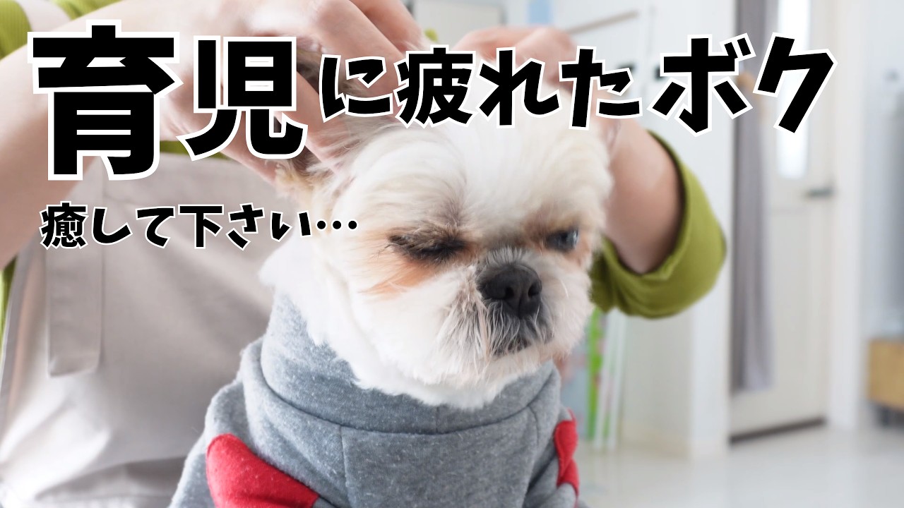 【ベイビーと会話】育児にちょっぴり疲れたボク、ヘッドマッサージが気持ち良すぎて秒で寝落ちしかけましたw