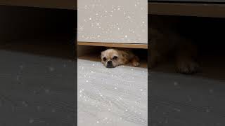 【チワワ】キラキラ加工させすぎ！ #Shorts