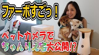 【Furbo(ファーボ)】愛犬家に大人気のドッグカメラが超お得に購入できる!!ちゃんりえの愛犬も初登場★