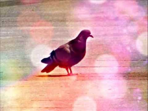 OJ GOLUBE - Semin Rizvić